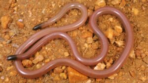 Meet Adrian Borsboom: The Australian ecologist who lifted a rock and found a snake that looked like a worm; 34 years later, no one has found another | World News