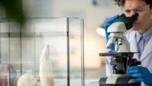 Stanford scientists transplanted human brain tissue into mice missing most of their cortex; within months, it grew to occupy more than 90% of the space