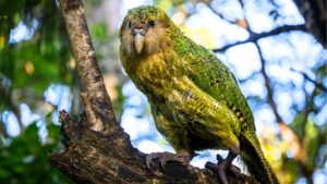 New Zealand’s world’s heaviest parrot was on the brink with only 51 birds left; now after decades of intensive conservation by wildlife experts, its population has surged to 325 |