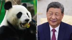 Panda diplomacy: Xi announces 2 giant pandas for Atlanta zoo in US