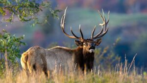 West Virginia’s restored elk herd is finally roaming farther; here’s how a conservation comeback is changing the landscape