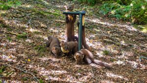 Pine martens vanished from England for a century; locals built den boxes and set up cameras to track their return, now four kits have been spotted |