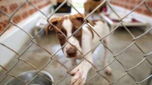 In 2017, June Thomas started rescuing ‘rez dogs’ from her home in Manitoba; after surveying 200 homes and helping sterilise 65+ animals, she has now opened an on-reserve shelter