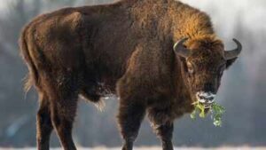 In 1987, Kansas brought 30 bison back to Konza Prairie; 29 years later, native plant richness had risen 103% locally and 86% across catchments