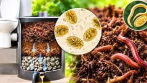 Scientists are using worms that eat human waste to turn toilet waste into compost, but parasitic eggs can survive the process |