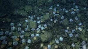 Scientists discovered an underwater city of 20,000 octopus nests deep inside California coast; largest known nursery on the planet