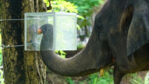 Scientists in Thailand hid fruits in an opaque box; 16 Asian elephants learned to navigate it for rewards and followed it along