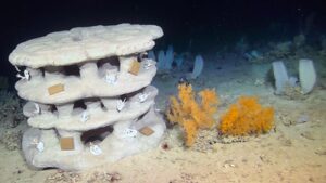 Scientists placed 23 3D-printed reefs up to 1,100 metres underwater to test whether damaged coral habitats can recover |