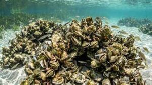 Scientists rebuilt oyster reefs in Florida; within 18 months, the wider marine animal community began returning |