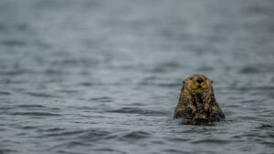 Sea Otters were successfully reintroduced in Canada after their extinction due to fur trade, protecting the kelp populations; but now they are threatening a ‘local delicacy’