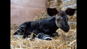 Singapore welcomes Southeast Asia’s first okapi calf: Why this rare ‘forest giraffe’ is so unusual