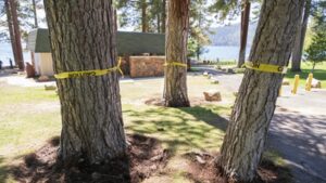 Someone has been secretly poisoning Lake Tahoe trees since 2022 as 28 are already targeted; now community offers $147,000 to catch culprit | World News