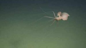 Scientists sent a robot two miles below California and found a bigfin squid; it was the first live Northeast Pacific sighting