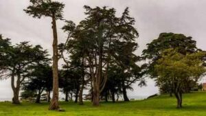 In the 1880s, Adolph Sutro built a 22-acre San Francisco estate filled with hundreds of statues and opened its gardens to the public; the mansion was later demolished and the land became a park