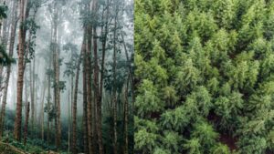 Uruguay planted eucalyptus and pine forests across grasslands; 20 years later, scientists found rivers were carrying much less water | World News