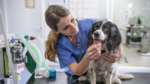 US couple donates $250 million to animal support and welfare organisations, allowing veterinary care access to millions of families and their pets over the next five years
