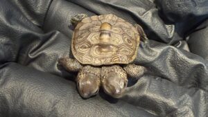 Volunteers at a protected Cape Cod nesting site found a rare diamondback terrapin hatchling with two heads; the tiny turtle weighed about as much as a nickel and is now being monitored by wildlife veterinarians