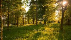 A Chicago couple began protecting their Illinois woodland in the 1980s rather than develop it; decades later, all 126 acres have been bought for a new public preserve carrying their family name