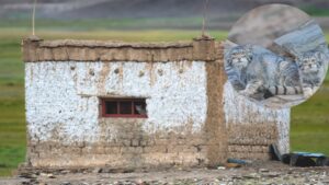 World’s “grumpiest cat” moved into a Ladakh couple’s home with 3 kittens; family gave up their house so she could raise them |