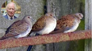 King Charles’s Sandringham estate helped release captive-bred turtle doves as conservationists work to restore a bird with fewer than 1,000 wild breeding pairs in the UK | World News