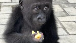 Wildlife traffickers may have killed her family to capture her; rescued baby gorilla Bili begins a second life in Congo