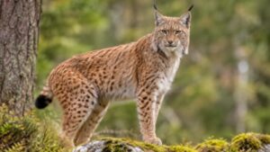 Conservationists sought to release three lynx into England’s Kielder Forest 1,300 years after the species vanished; High Court judge rejects group’s regulatory challenge