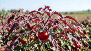 Cornell scientists engineered tomatoes that turn red-purple when nitrogen is low and are testing whether the colour change can help farmers use fertiliser more precisely |